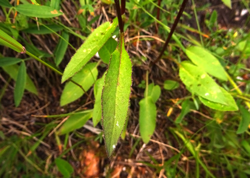 Campanula glomerata - Campanulaceae